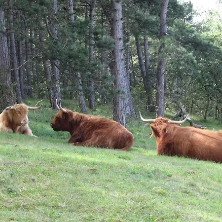 Zeehond 海边的艾格蒙特