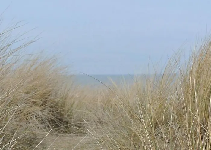 Zeehond Egmond aan Zee