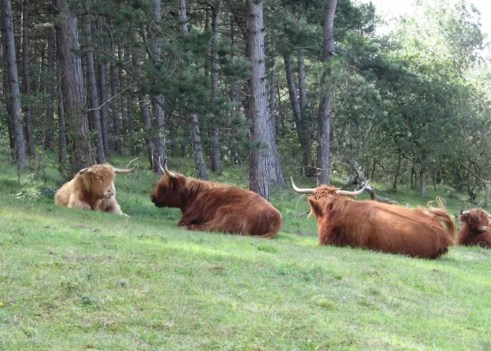 Zeehond 海边的艾格蒙特