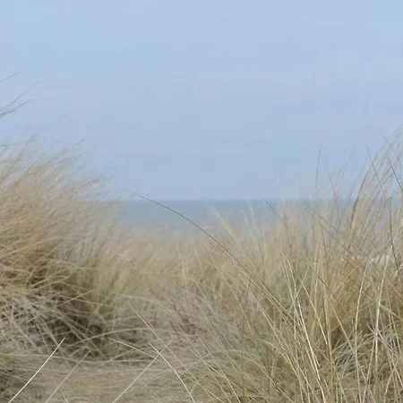 Zeehond Egmond aan Zee